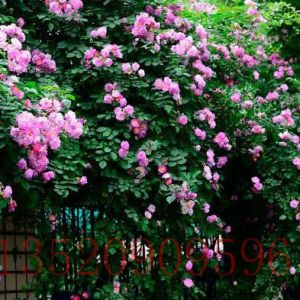 北京苗木果樹(shù)薔薇