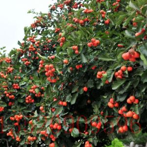 朝陽(yáng)苗木果樹(shù)批發(fā)山楂樹(shù)