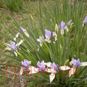朝陽苗木花卉批發(fā)馬蓮